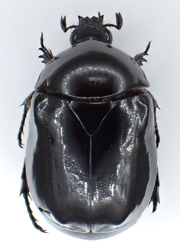 Parastasia sp.